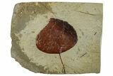 Fossil Leaf (Zizyphoides) - Montana #262371-1
